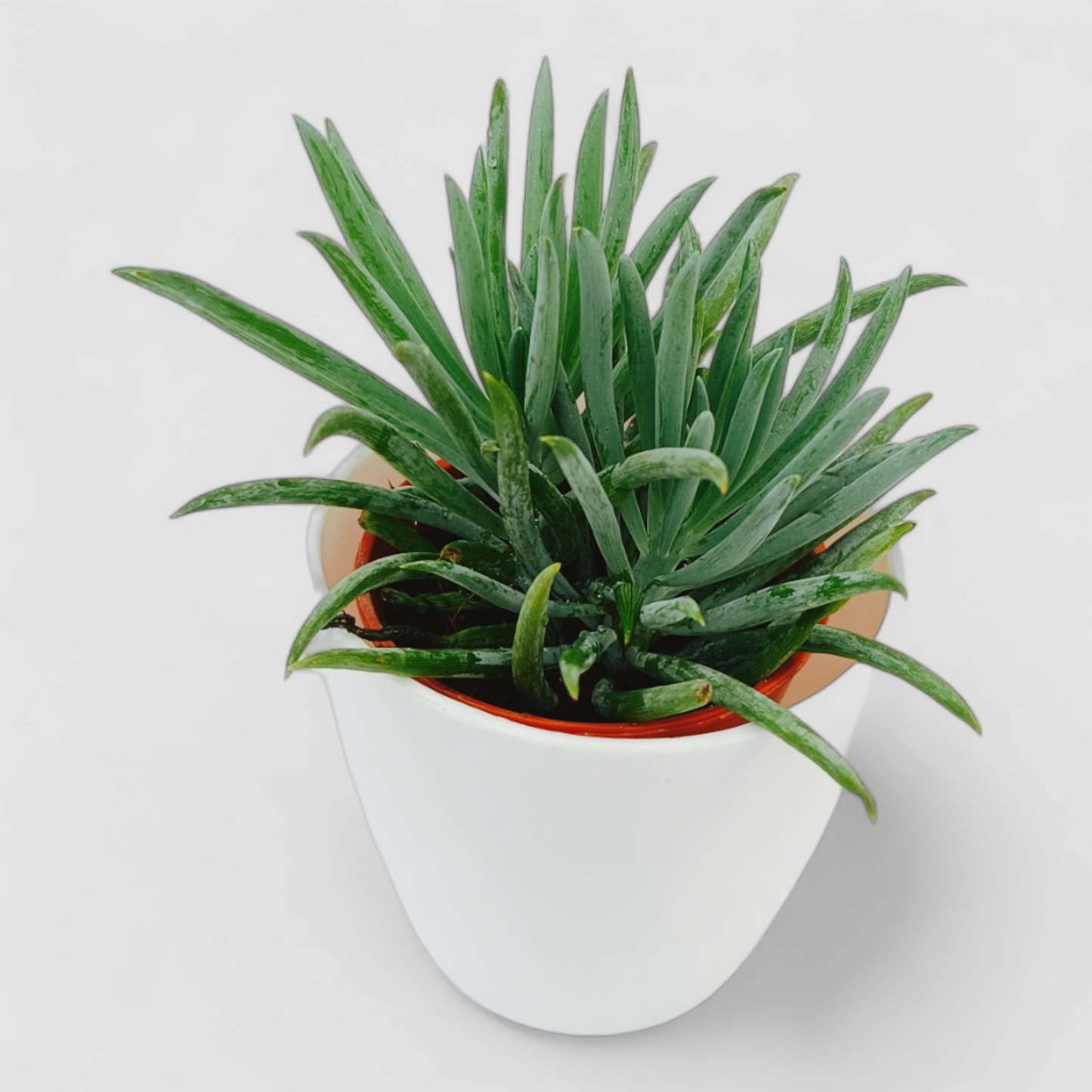Senecio Barbertonicus Plant (Senecio Himalaya)