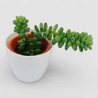 Sedum 'Burrito Baby' Donkey's Tail Plant