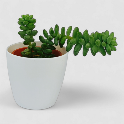 Sedum 'Burrito Baby' Donkey's Tail Plant