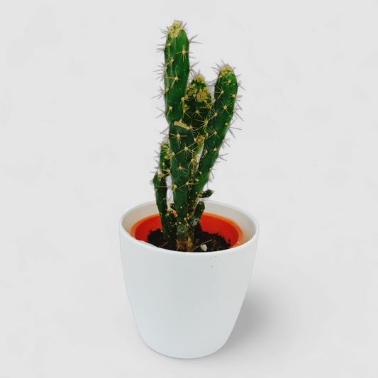 Cuctus Opuntia Monacantha Plant