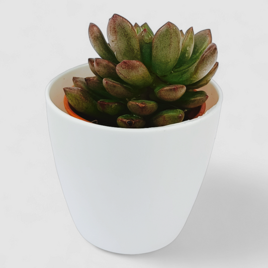 Echeveria Nodulosa Plant (Painted Echeveria)