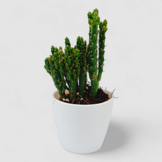 Opuntia Tuna Montrosa Plant