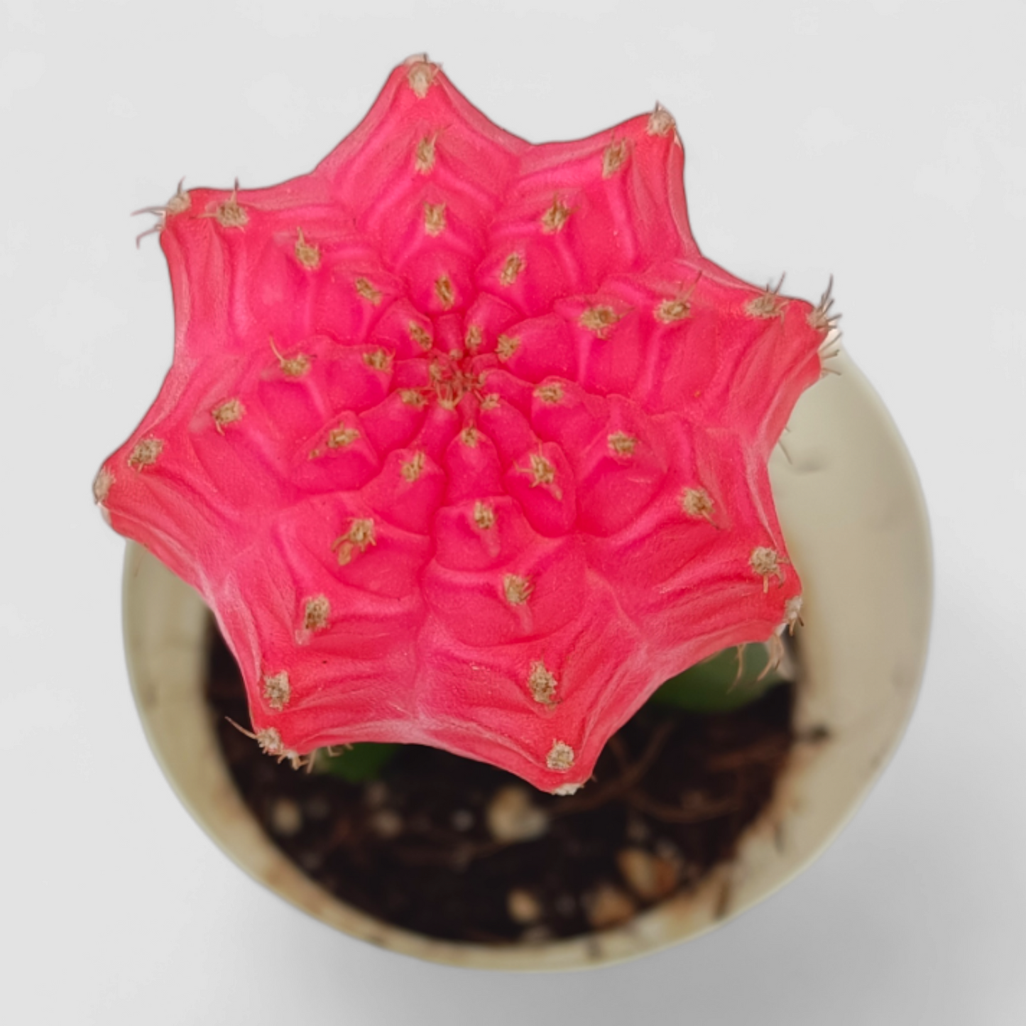 Gymnocalcium Pink Cactus Plant