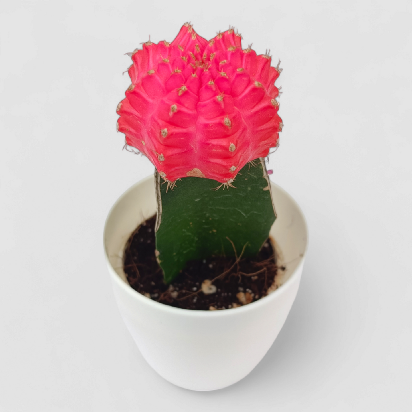 Gymnocalcium Pink Cactus Plant