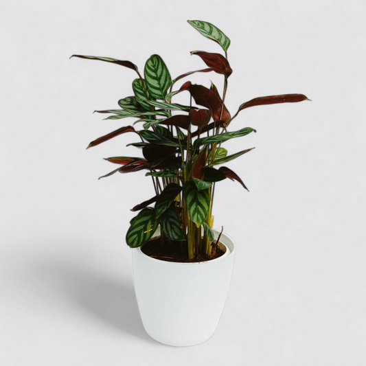 Calathea Freddie Plant