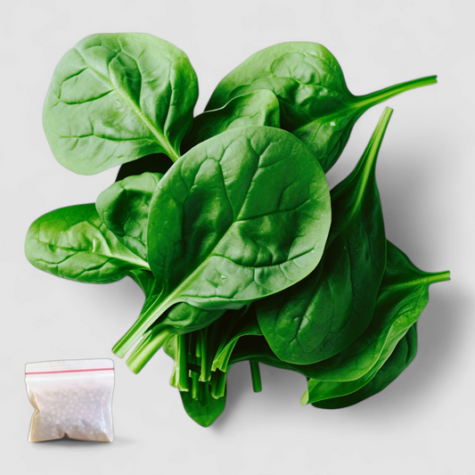 Spinach (Seeds)