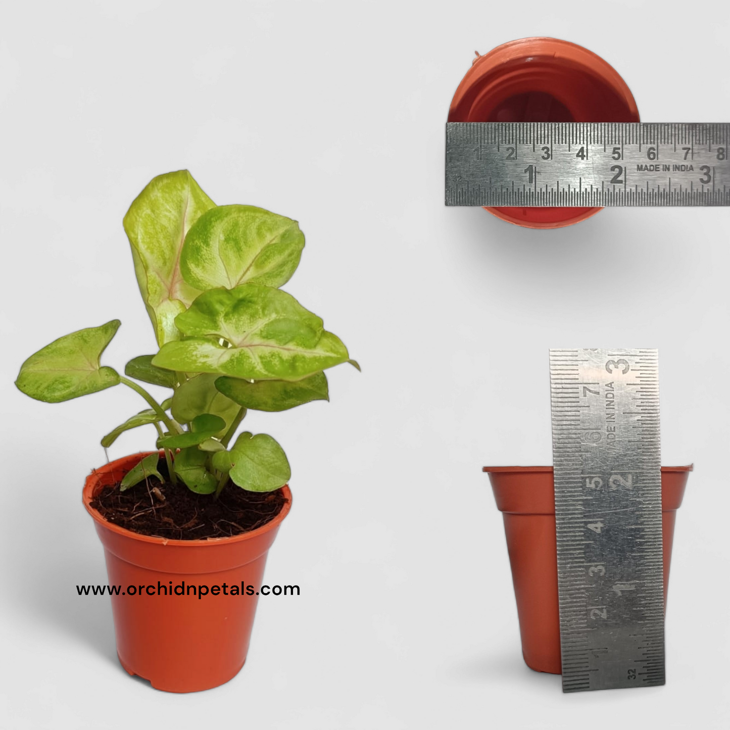 Adopt a Plant Saplings by Orchid N Petals