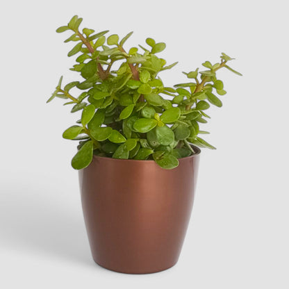 Jade Plant