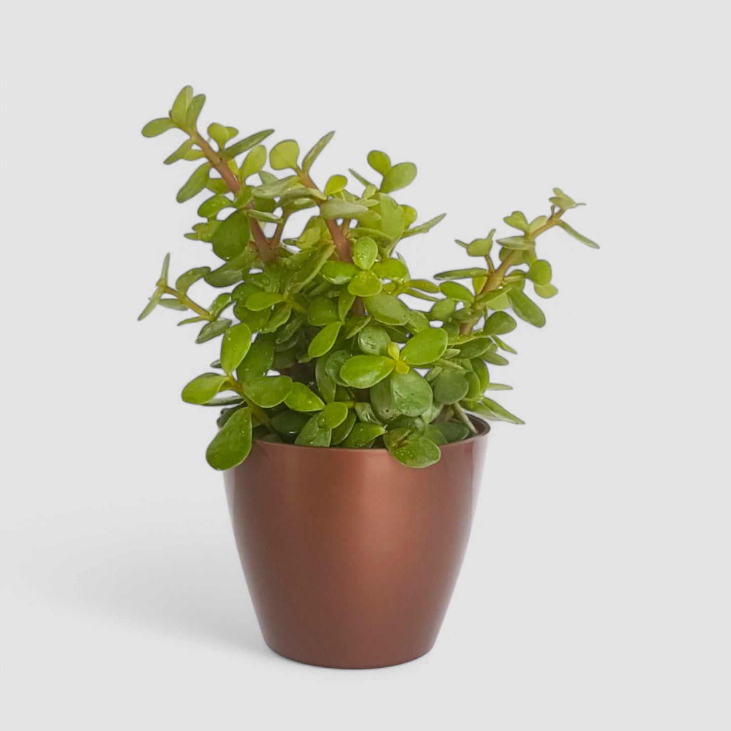 Jade Plant