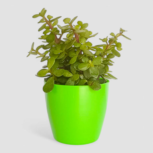 Jade Plant