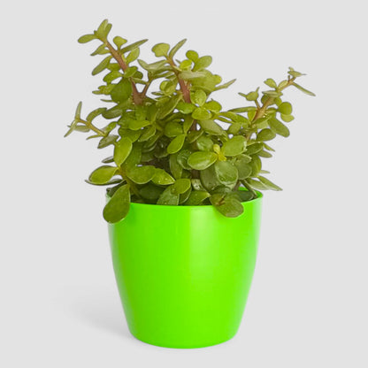 Jade Plant