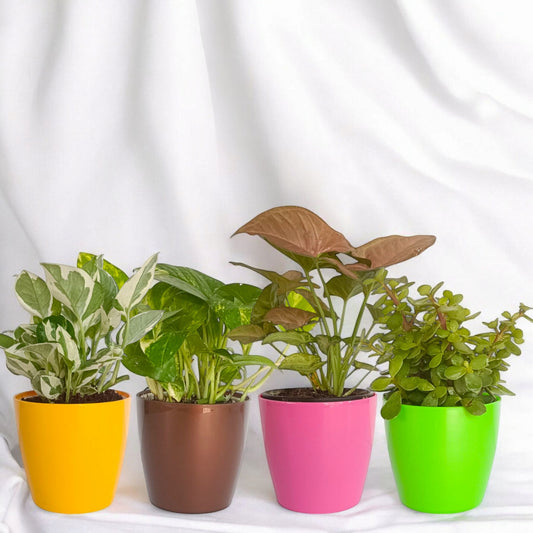 Stylish Plants with Colorful Pots | Set of 4