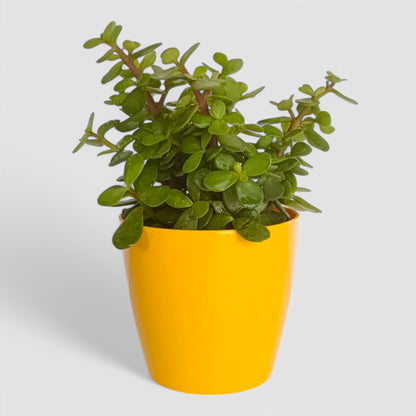 Jade Plant