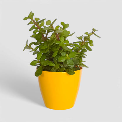 Jade Plant