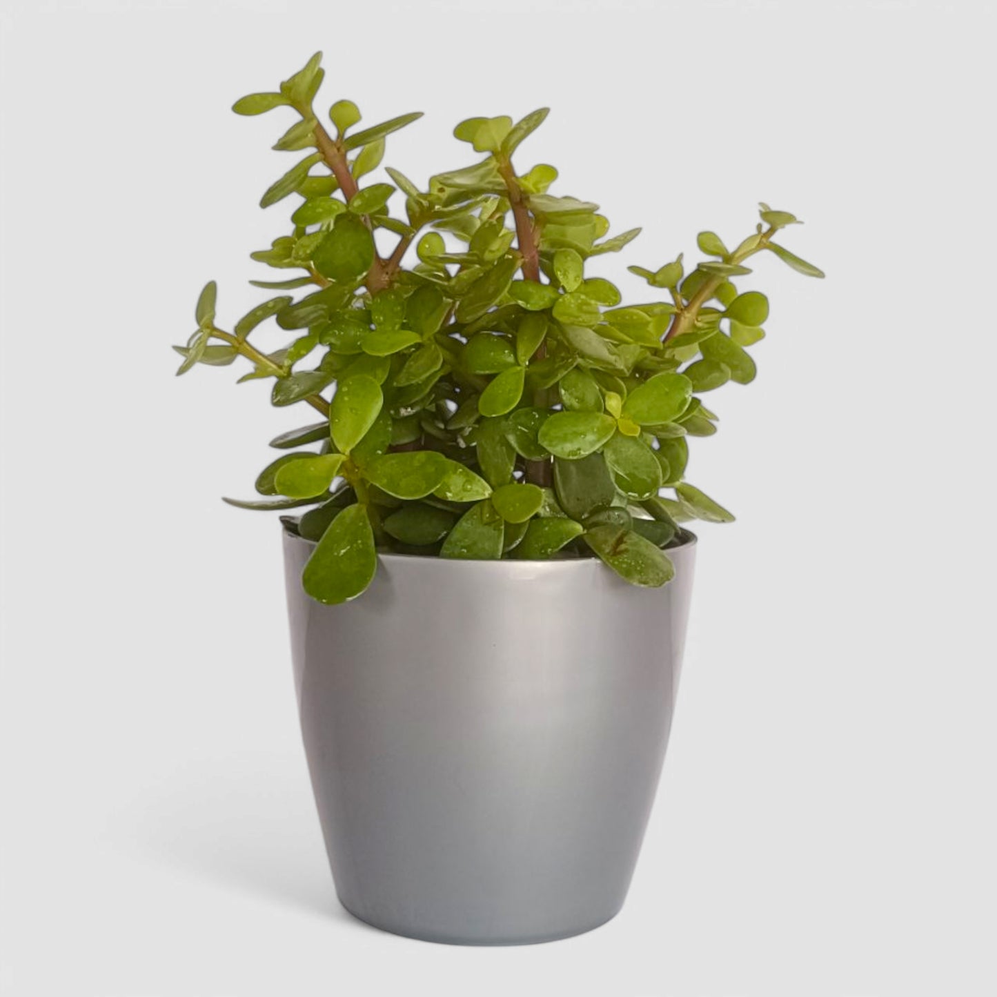 Jade Plant