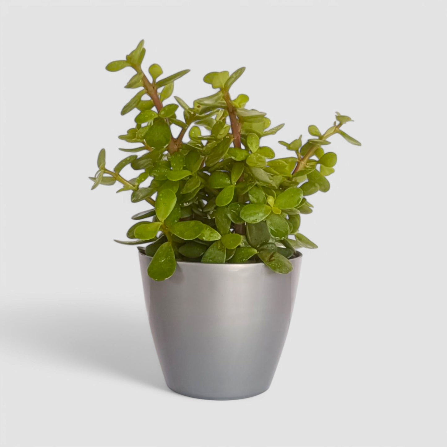 Jade Plant
