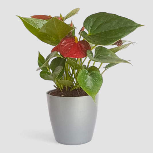 Anthurium Plant (Red)