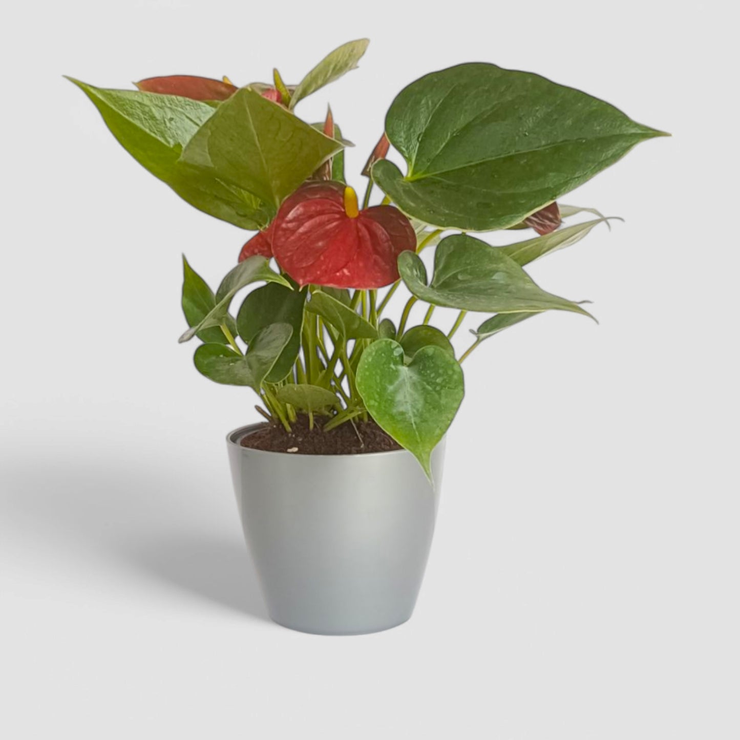 Anthurium Plant (Red)