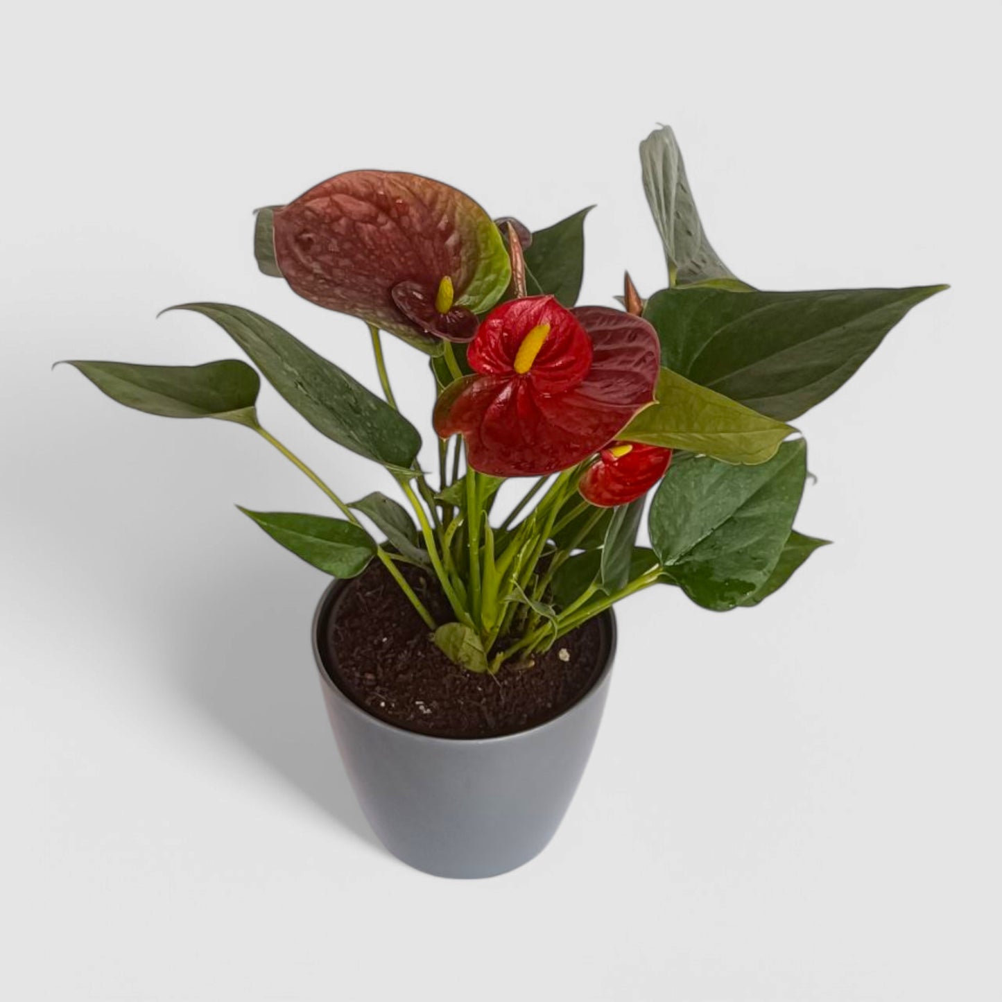 Anthurium Plant (Red)