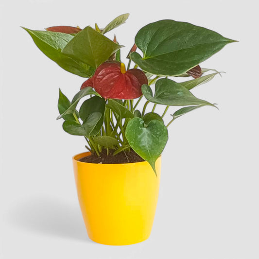Anthurium Plant (Red)