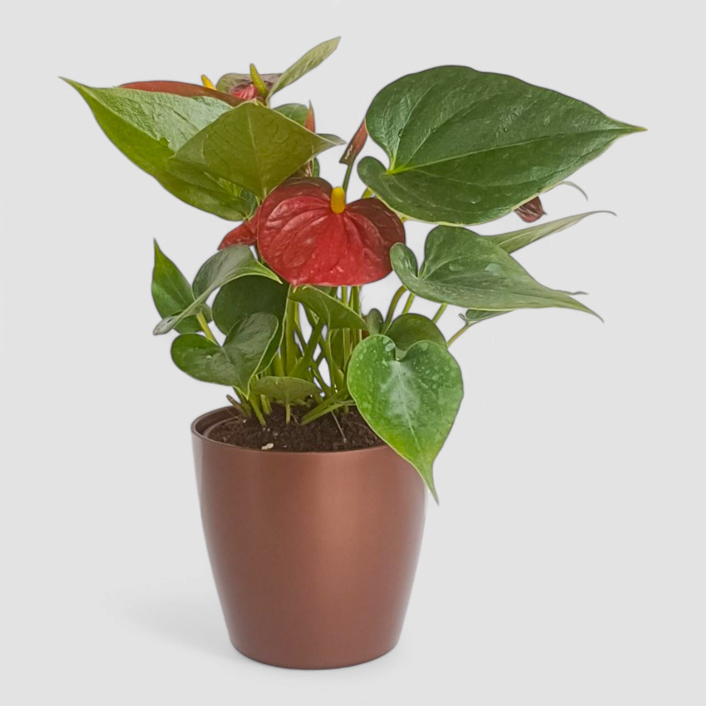 Anthurium Plant (Red)