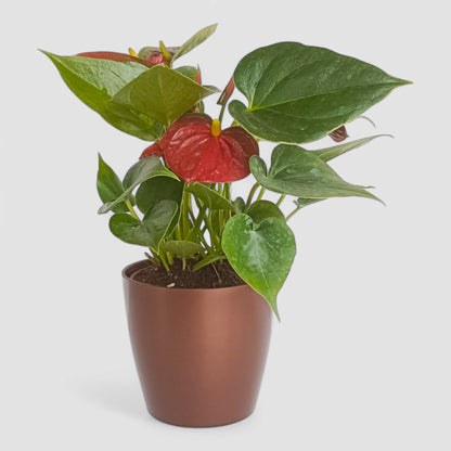 Anthurium Plant (Red)