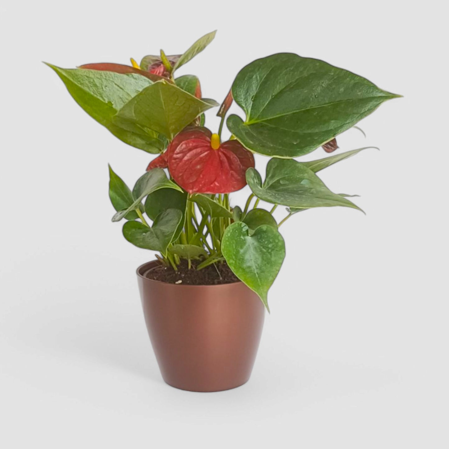 Anthurium Plant (Red)