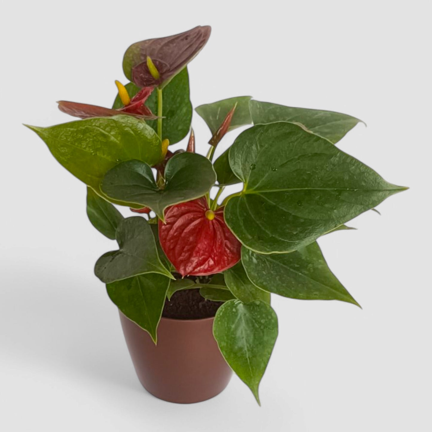 Anthurium Plant (Red)