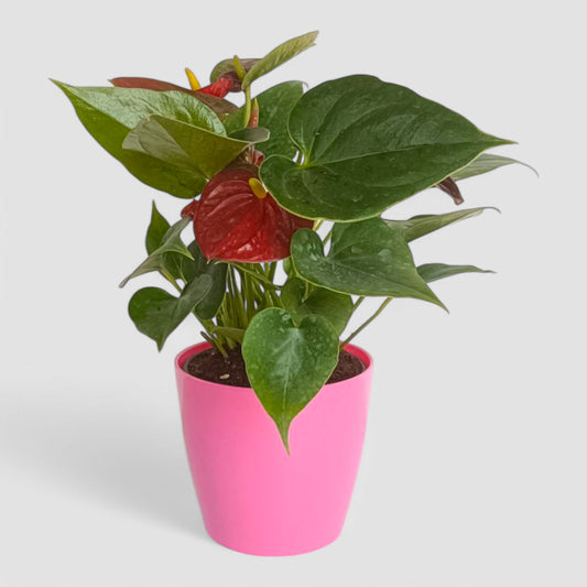 Anthurium Plant (Red)