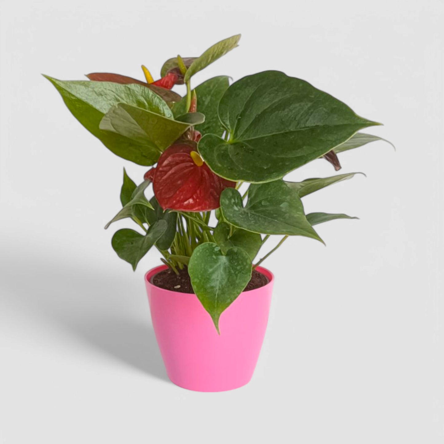 Anthurium Plant (Red)