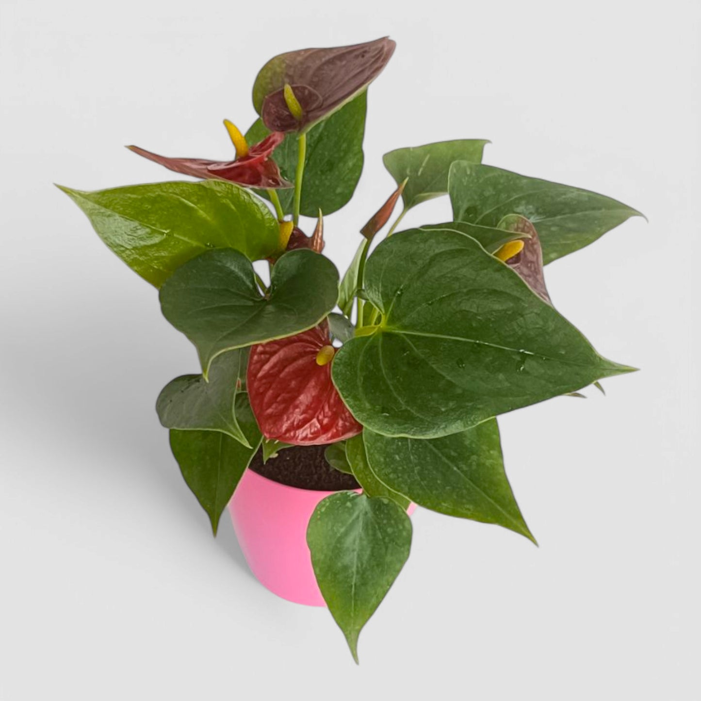 Anthurium Plant (Red)