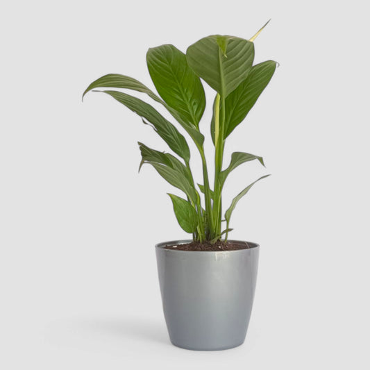 Peace Lily Plant (With Flower)