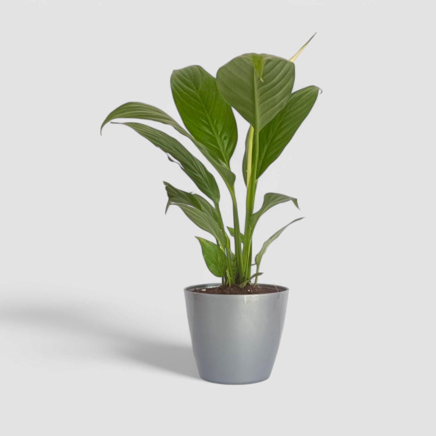 Peace Lily Plant (With Flower)