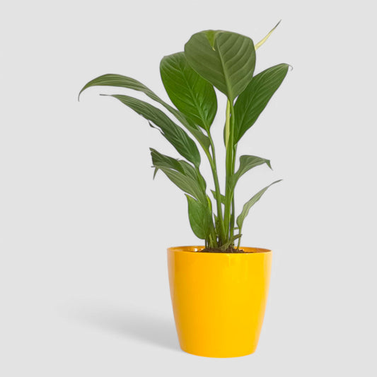 Peace Lily Plant (With Flower)