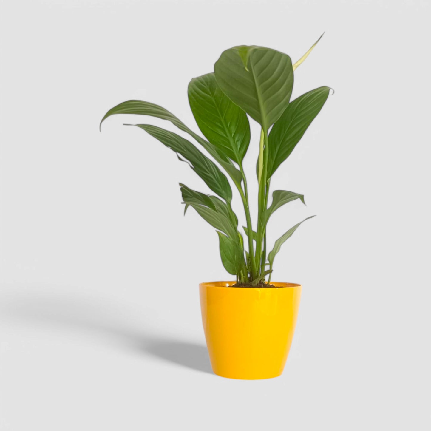 Peace Lily Plant (With Flower)