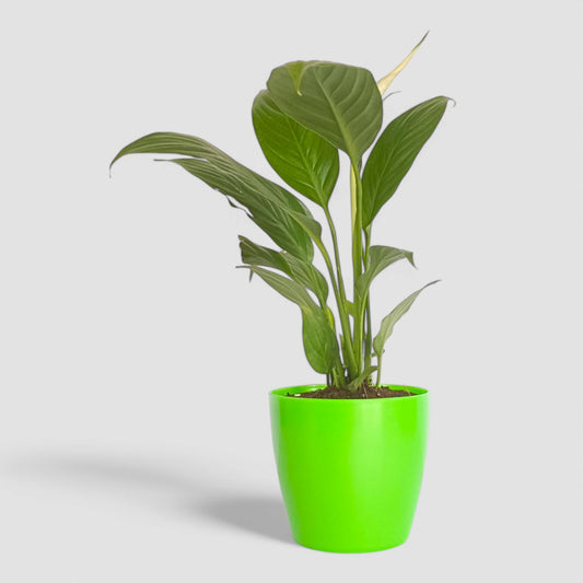 Peace Lily Plant (With Flower)