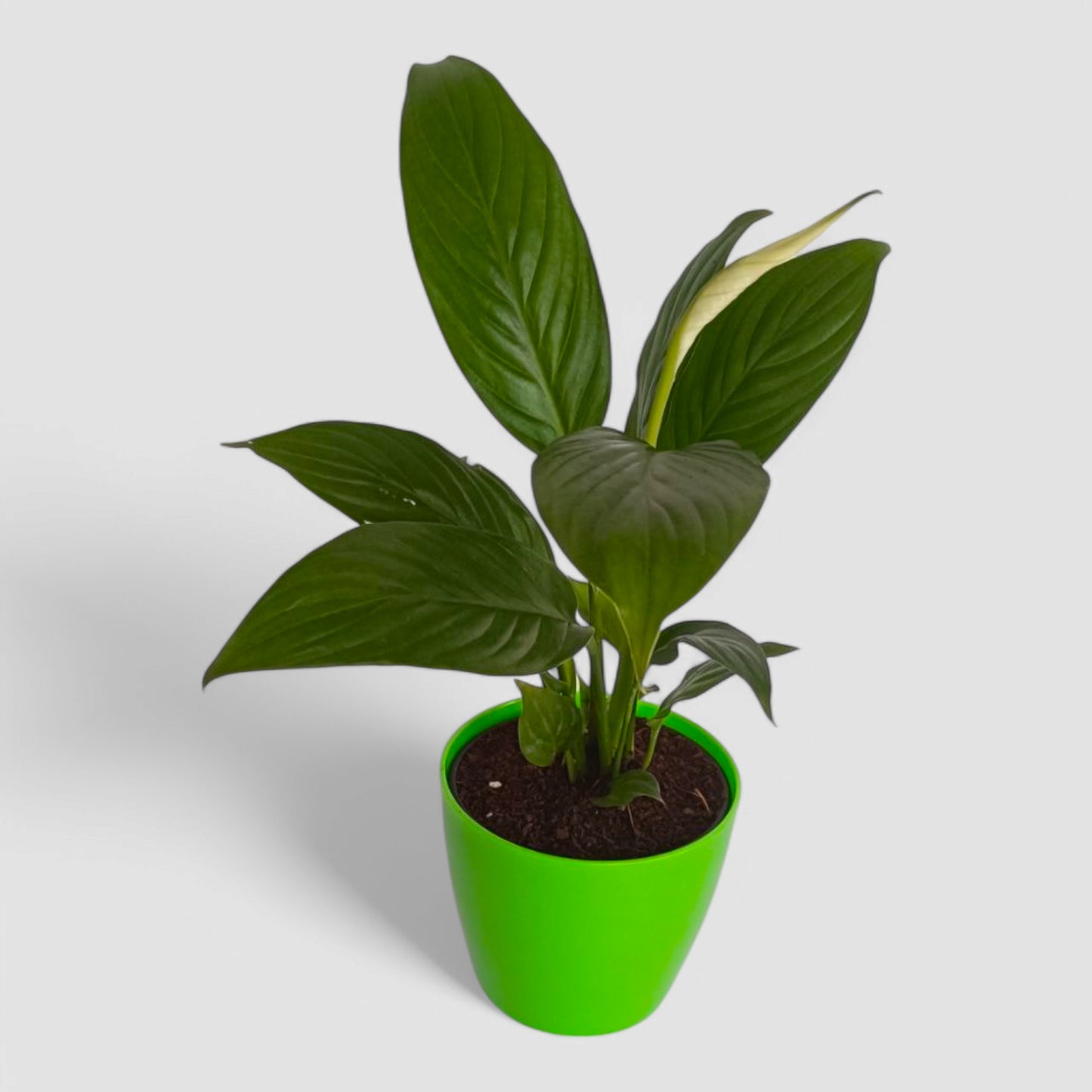 Peace Lily Plant (With Flower)
