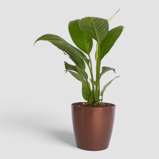 Peace Lily Plant (With Flower)