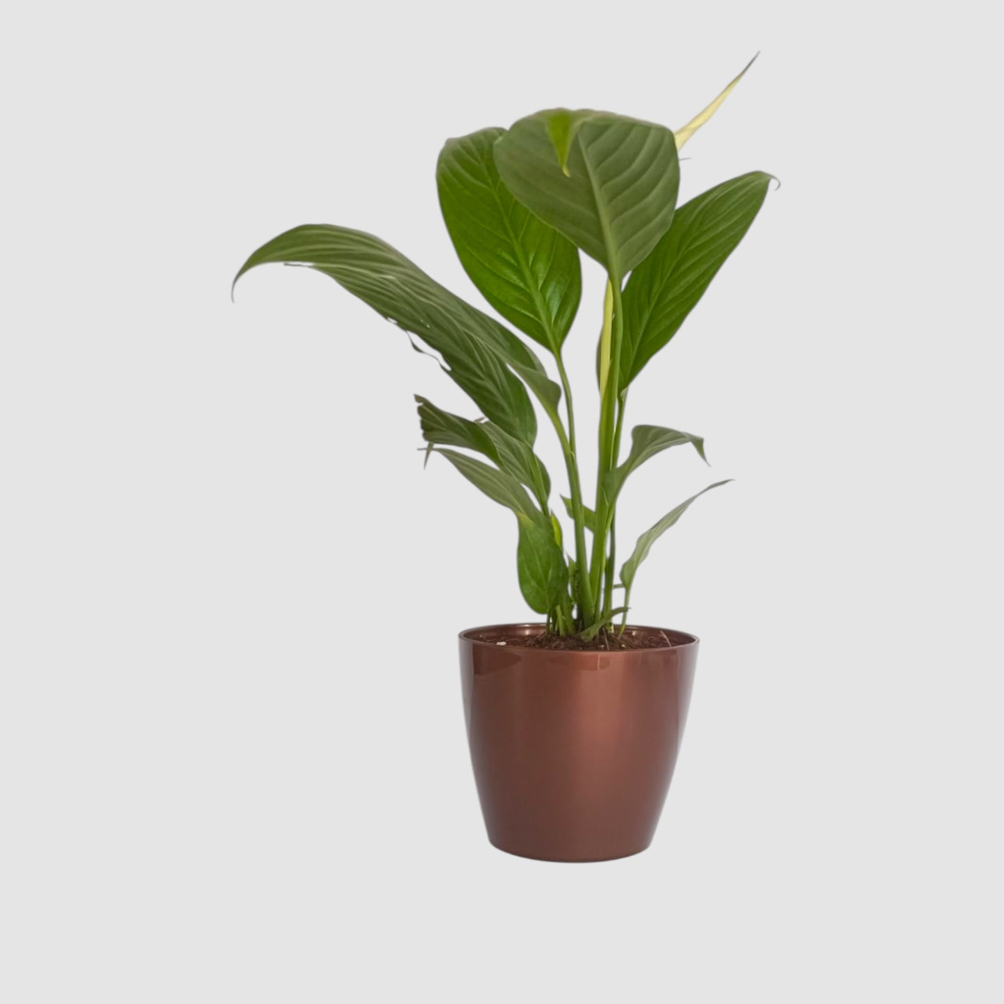 Peace Lily Plant (With Flower)