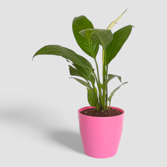 Peace Lily Plant (With Flower)