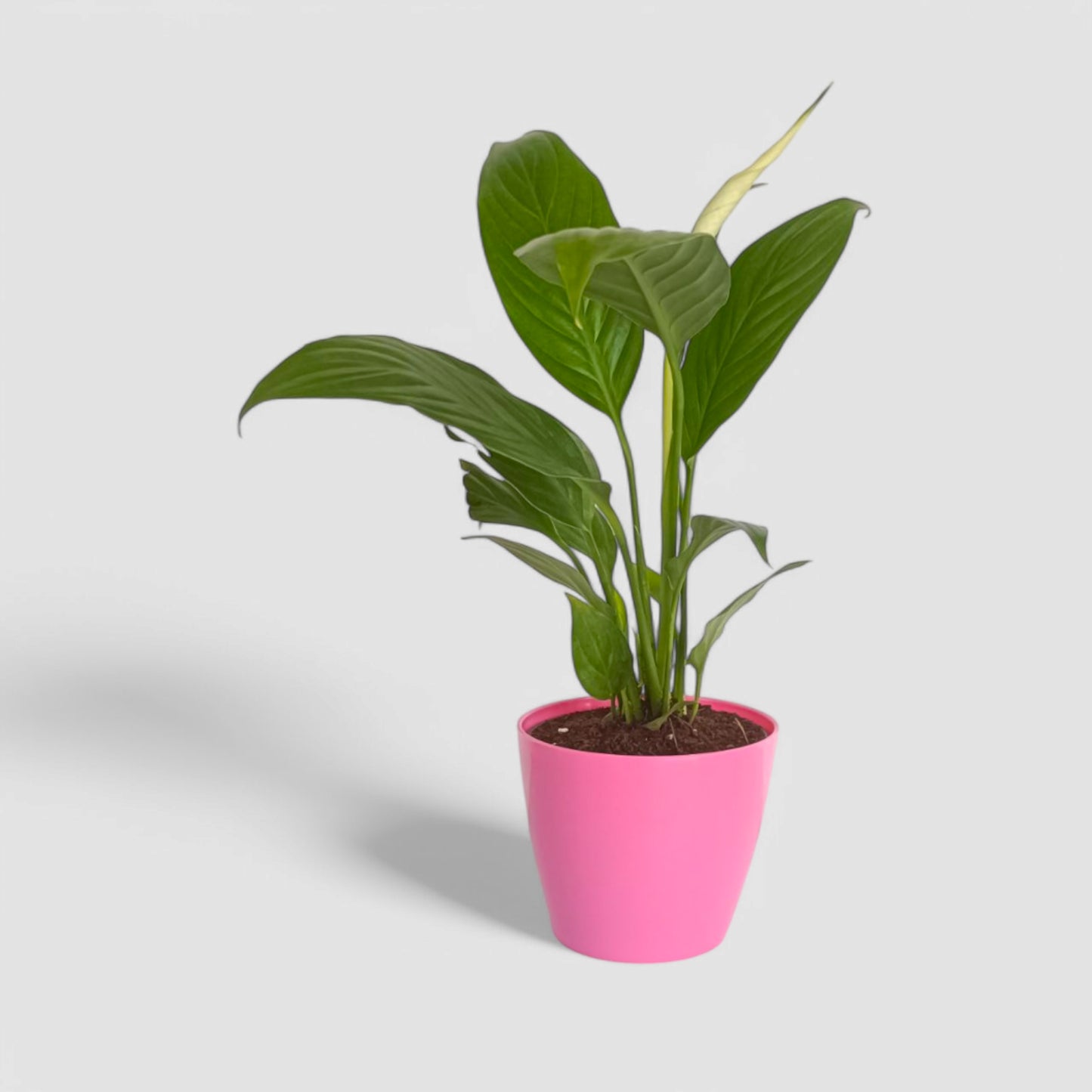 Peace Lily Plant (With Flower)