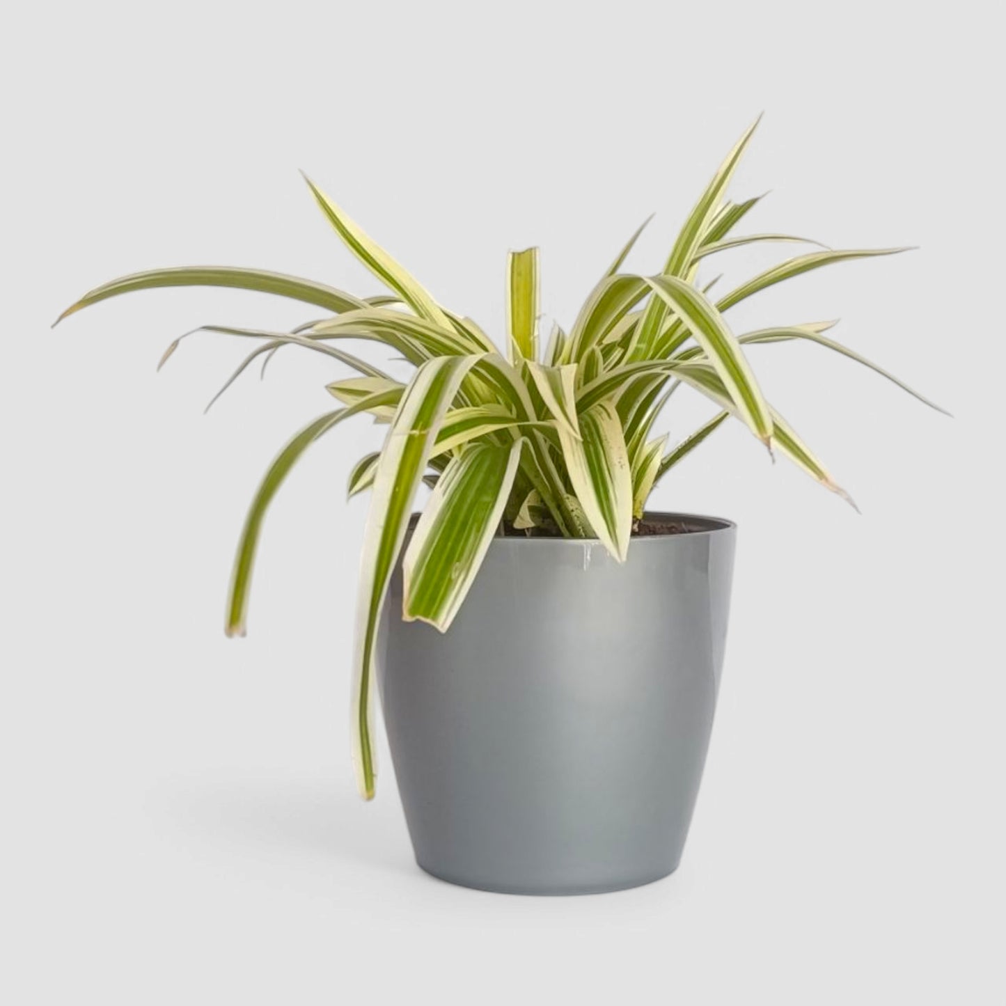 Spider Plant