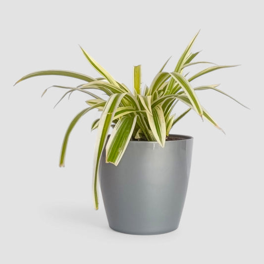 Spider Plant