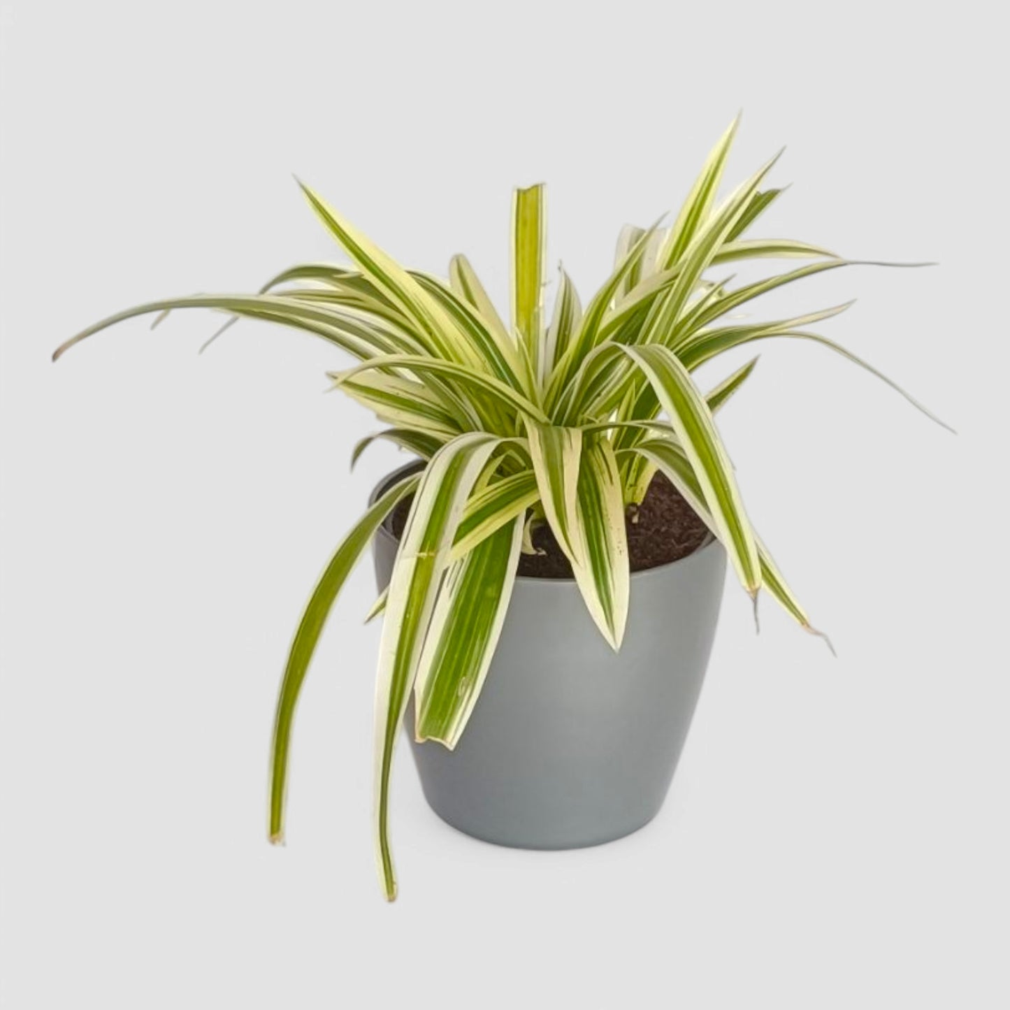 Spider Plant
