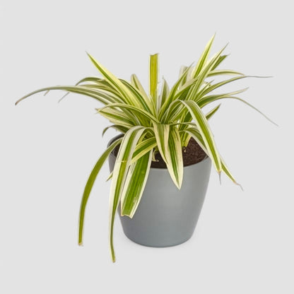 Spider Plant