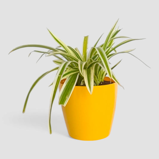 Spider Plant