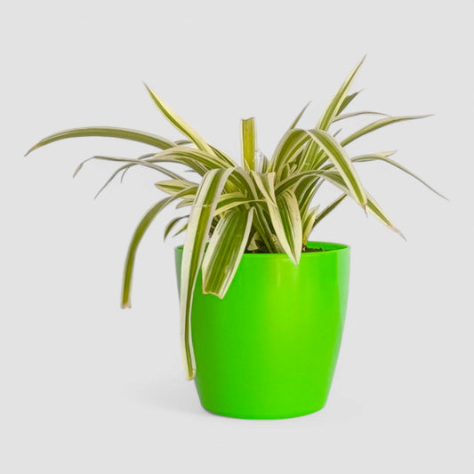 Spider Plant
