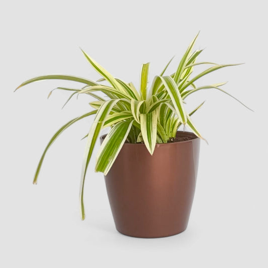 Spider Plant