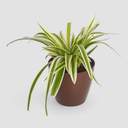 Spider Plant