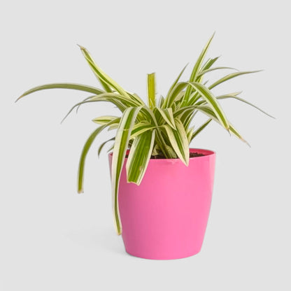 Spider Plant